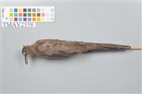 藏品(斑頸鳩)的圖片